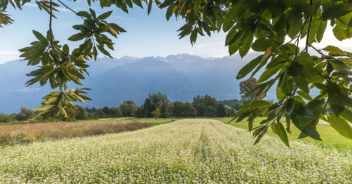 Sui colli di Teglio tra i campi di grano saraceno e le vigne del