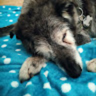 Avatar iz Aldo Cutroneo