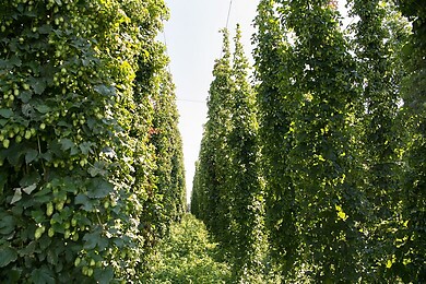 Kleinzell im Mühlkreis