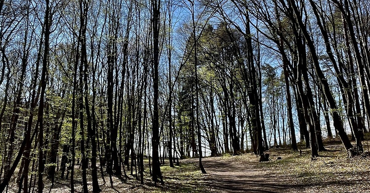 Karolinenweg-Plabutsch-Hubertushöhe - BERGFEX - Wanderung - Tour Steiermark