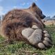 Avatar von P.bär