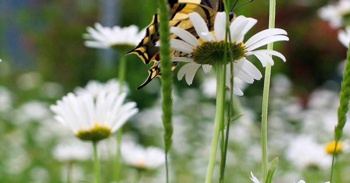 BERGFEXSehenswürdigkeiten Blumen und Gletscherspuren (Flower Walk), Feldis Domleschg
