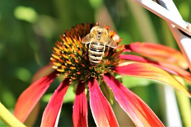 Seeg