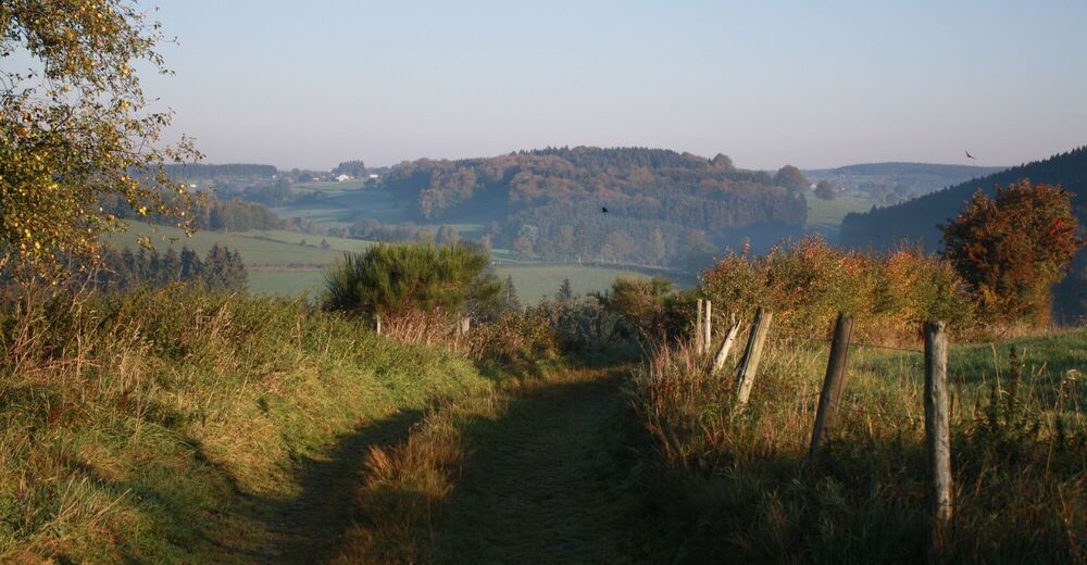 GR56 – Bütgenbach - Losheimergraben - BERGFEX - long-distance walking trail  - Tour Wallonia