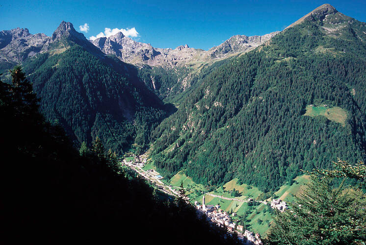 Pedesina