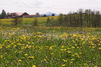 Wildpoldsried