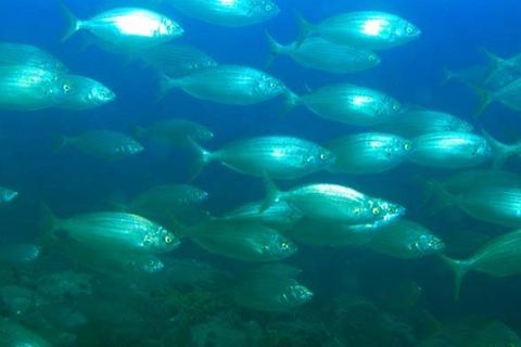 Das Aquarium