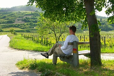 Kamptal - Wagram - Tullner Donauraum