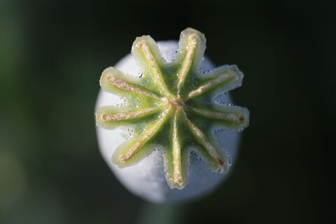 Mohnblüte im Frau-Holle-Land