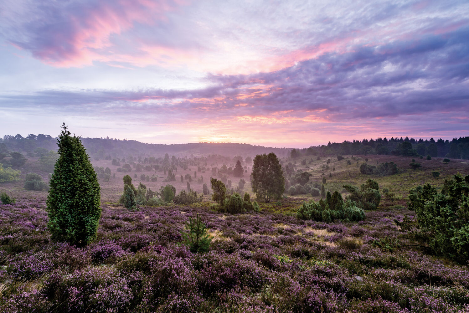 Lüneburger Heide