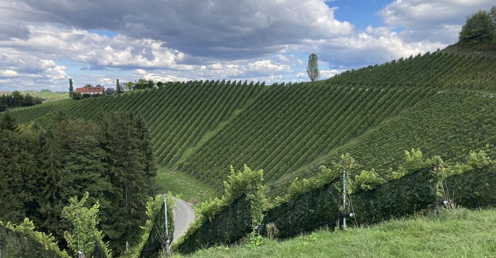Kleeblattwanderweg 3b Glanz an der Weinstraße BERGFEX Wanderung