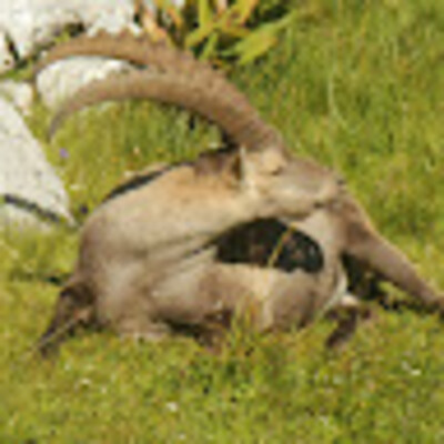 Awatar z Jakob Schneider