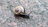 Avatar de nordbergschnecke