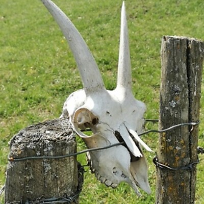 Avatar von G'Stein