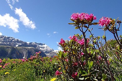 Lenk-Simmental