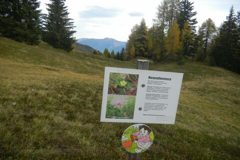 Almkräuterweg Oberberger Alm