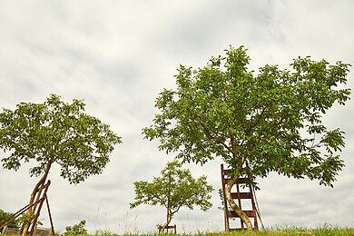Krummnußbaum