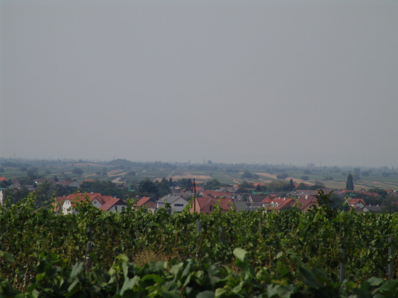 Mönchhof