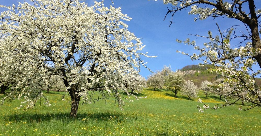 BERGFEX Sehensw rdigkeiten Blueschtwanderungen Im Baselbiet Liestal 