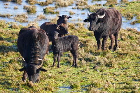 Naturschutzgebiet Ormoške lagune