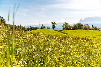 Ritten - Rittner Horn - Klobenstein
