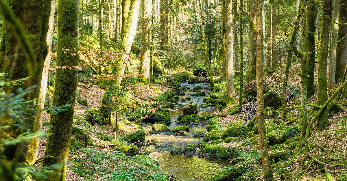 Vom Moor ins Kloster BERGFEX Wanderung Tour Baden Württemberg