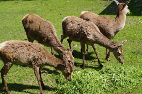 Rotwildgehege Pfaben