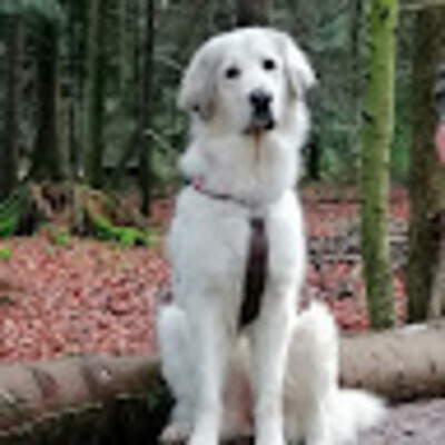 Avatar de Markus Groß 1