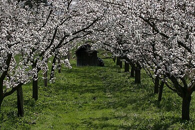Wachau - Nibelungengau - Kremstal