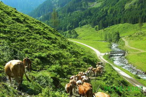 Niederkaseralm