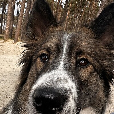 Avatar de Rainer Lundschien