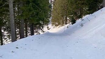 CP Annaberg Tirolerkogel Rodelabfahrt