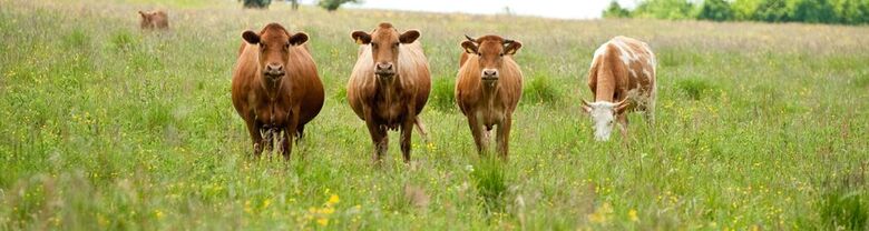 Westerwald / Hessen