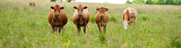 Westerwald / Hessen