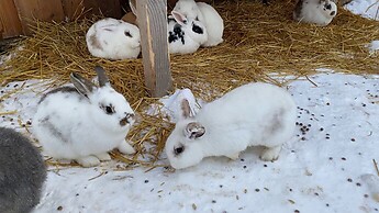 Kaninchen