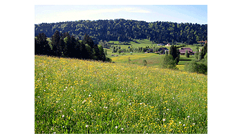 Krumbach im Bregenzerwald