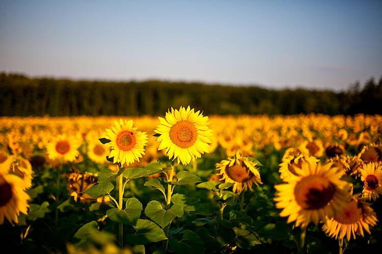 Sonnenland Mittelburgenland