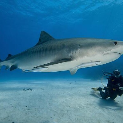 Аватар из Taucher und Berg