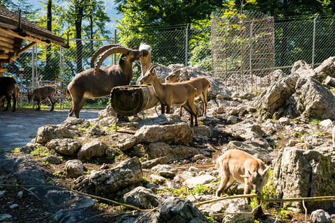 Wildpark Brienz