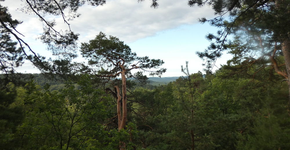 Kombiniert Altschlosspfad Und Eulenfels Tour Bergfex Wanderung Tour Rheinland Pfalz