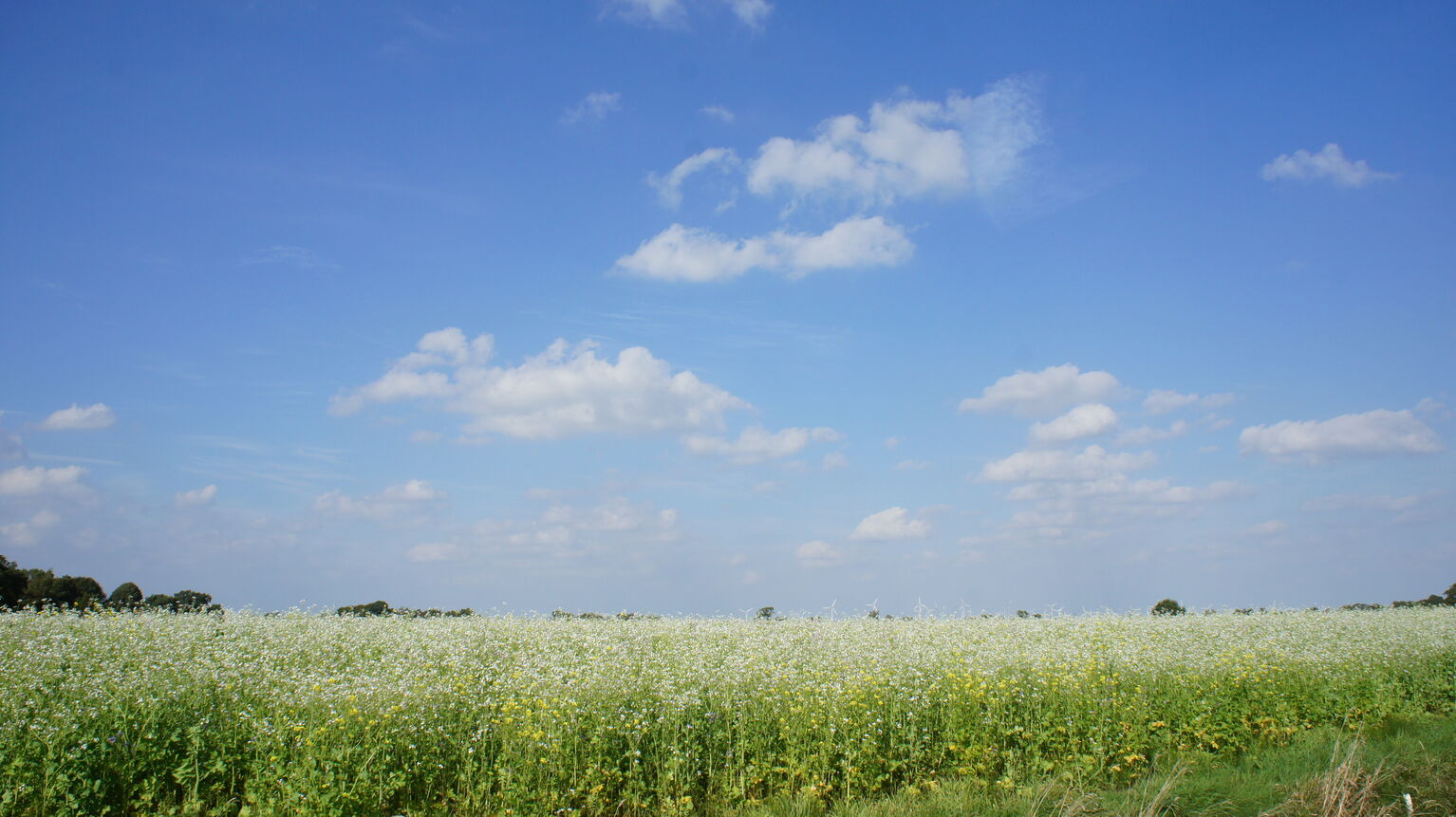 Großheide