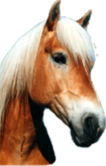 Logo Reiterhof Aigner