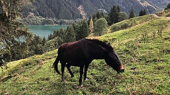 MTB Gerlos - Durlaßboden - Trisslalm - 19.09.19