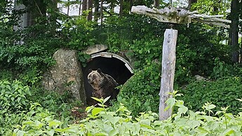 Bären im Bärenwald