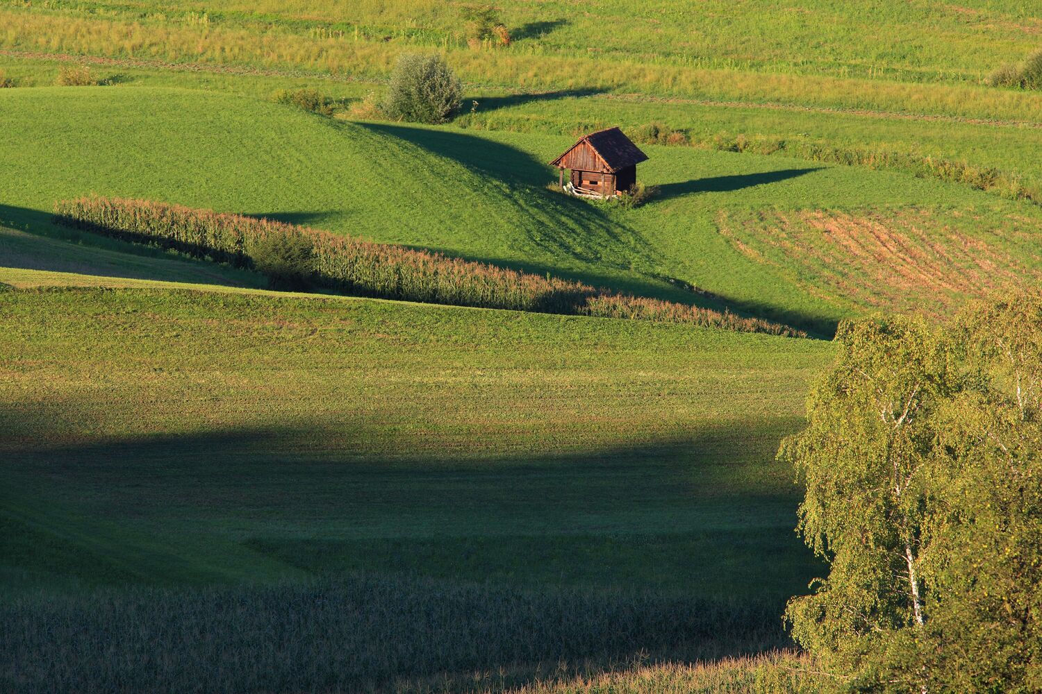 Savinjska