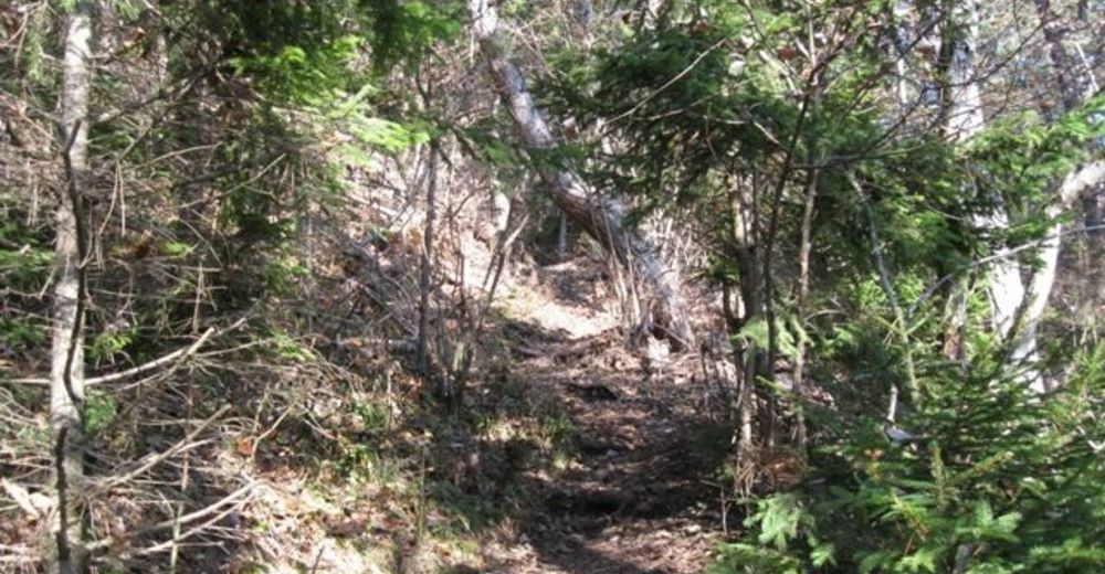 Hohe Wand: Mit Bonsi Zum Hanslsteig - BERGFEX - Klettersteig - Tour ...