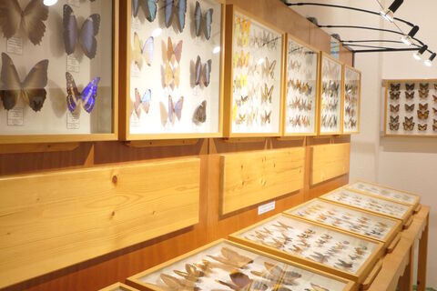 Muséum des papillons