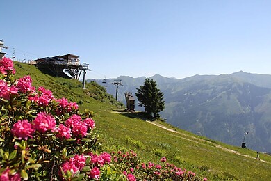 Donnersbachwald - Riesneralm