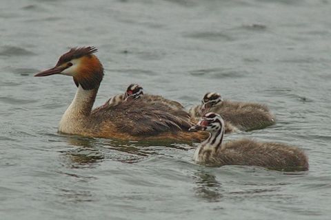 Haubentaucher mit Jungvögel