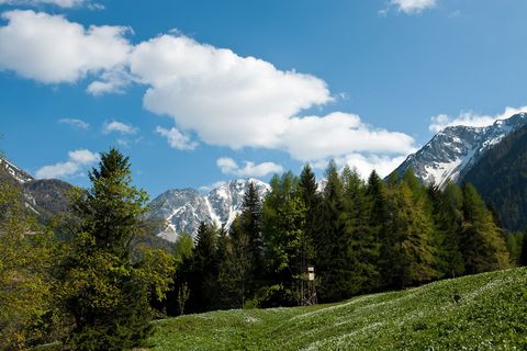 Narzissenwiese im Bärental